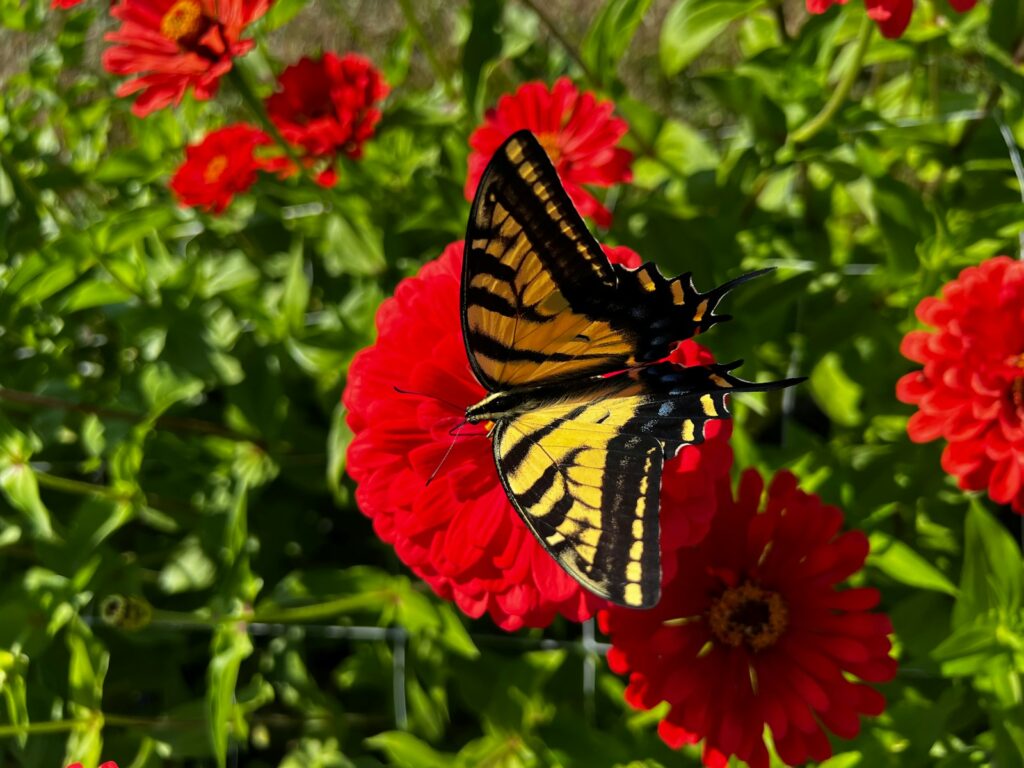 a butterfly on a flower